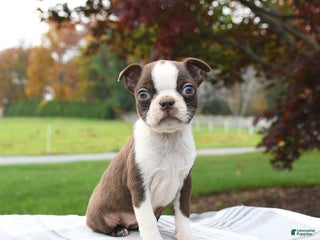 Boston Terrier dogs - Ad 42