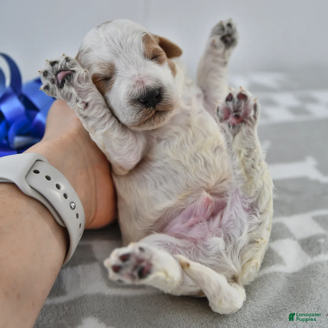 Mini Goldendoodle dogs for sale: Captain - Ad 18