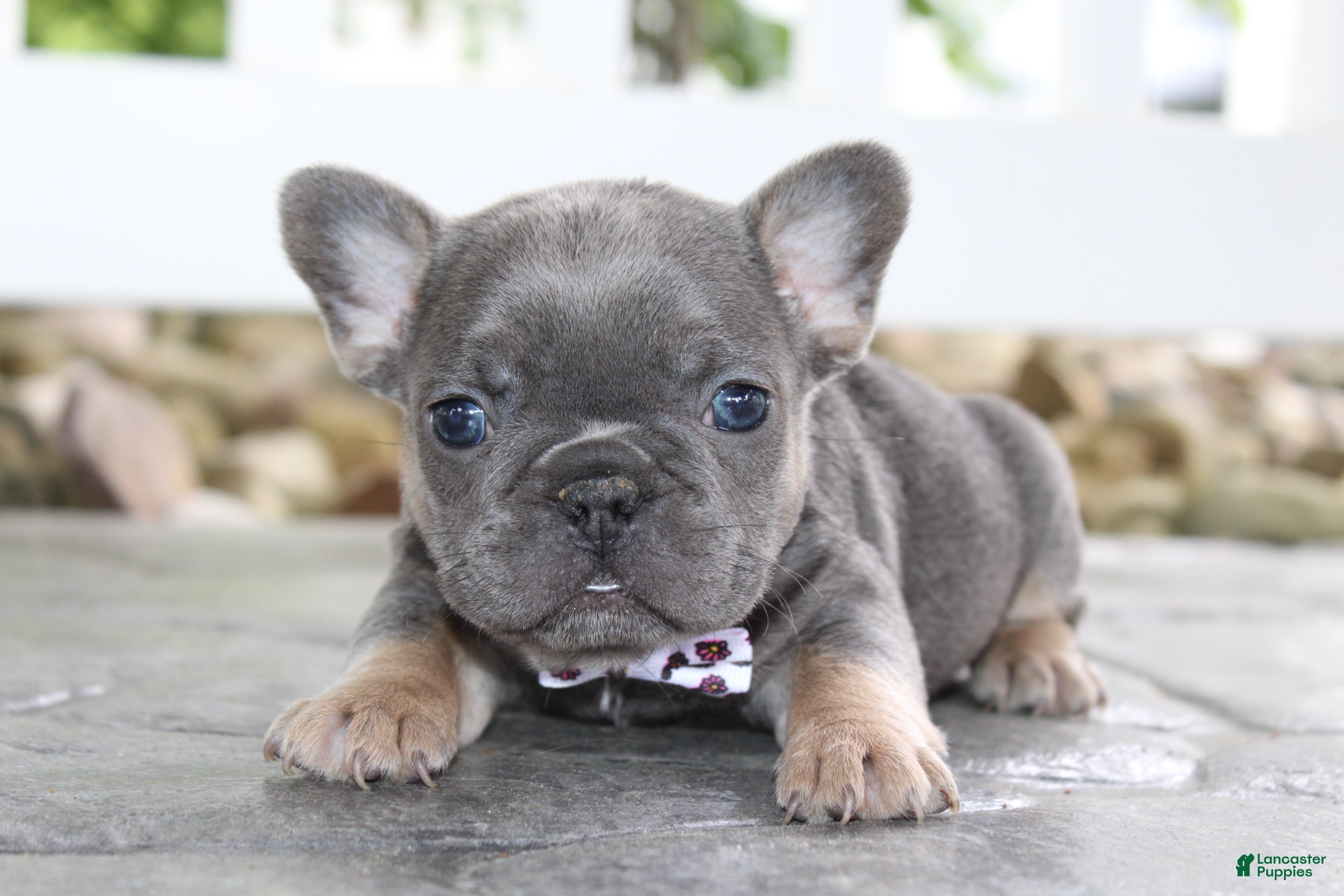 French Bulldog dogs for sale: AKC Zoe - Ad 8