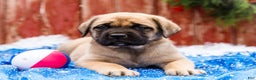 English Mastiff dogs for sale: Zeke - Ad 9