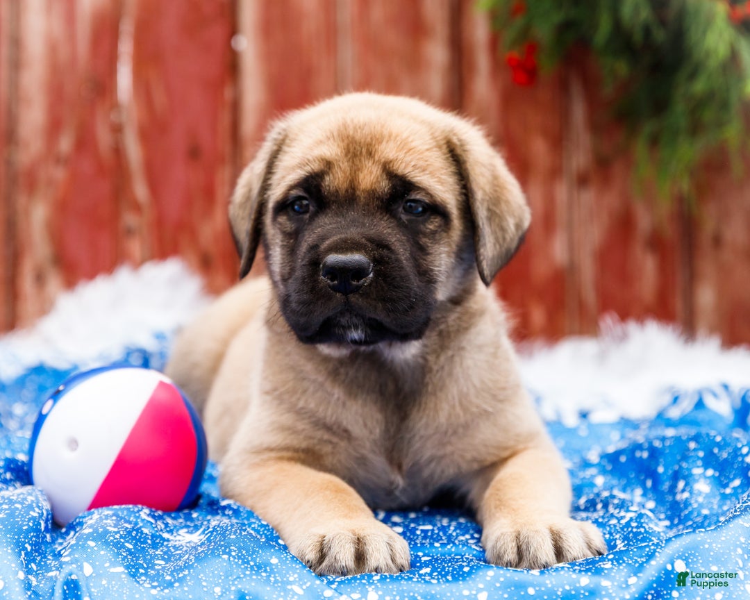 English Mastiff dogs for sale: Zeke - Ad 9
