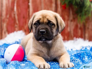 English Mastiff dogs Zeke - Ad 2