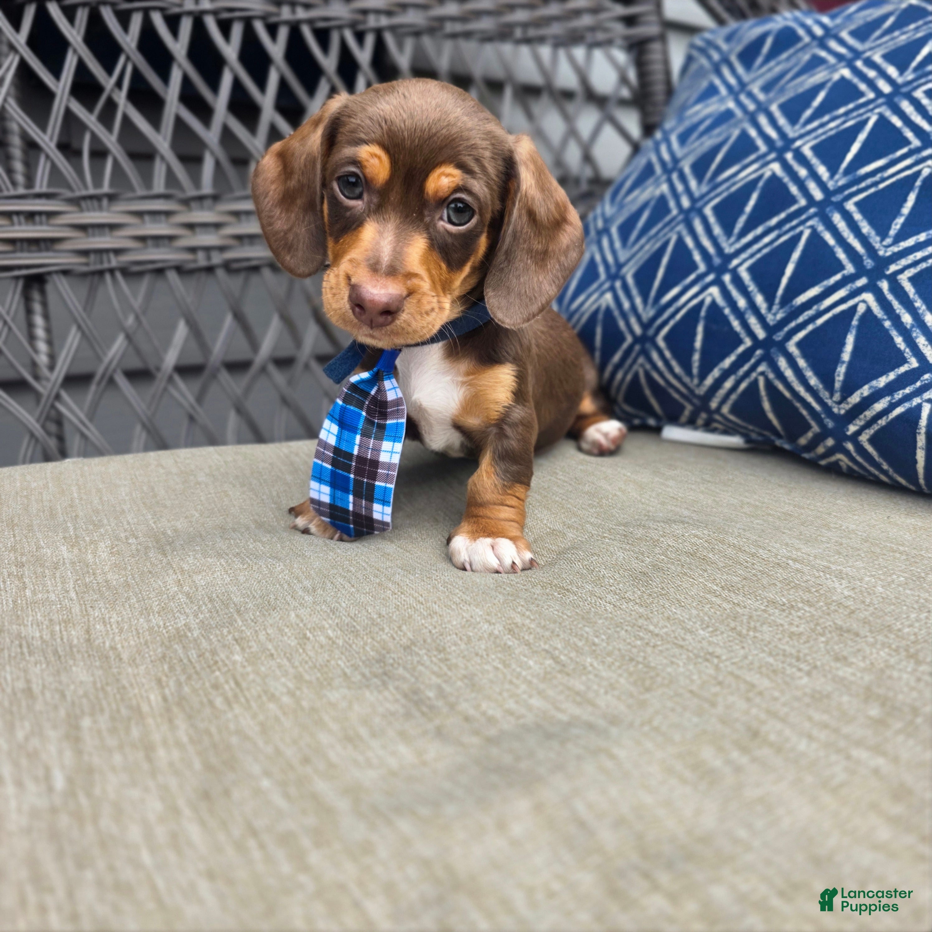 Miniature Dachshund dogs for sale: Blue boy  - Ad 2