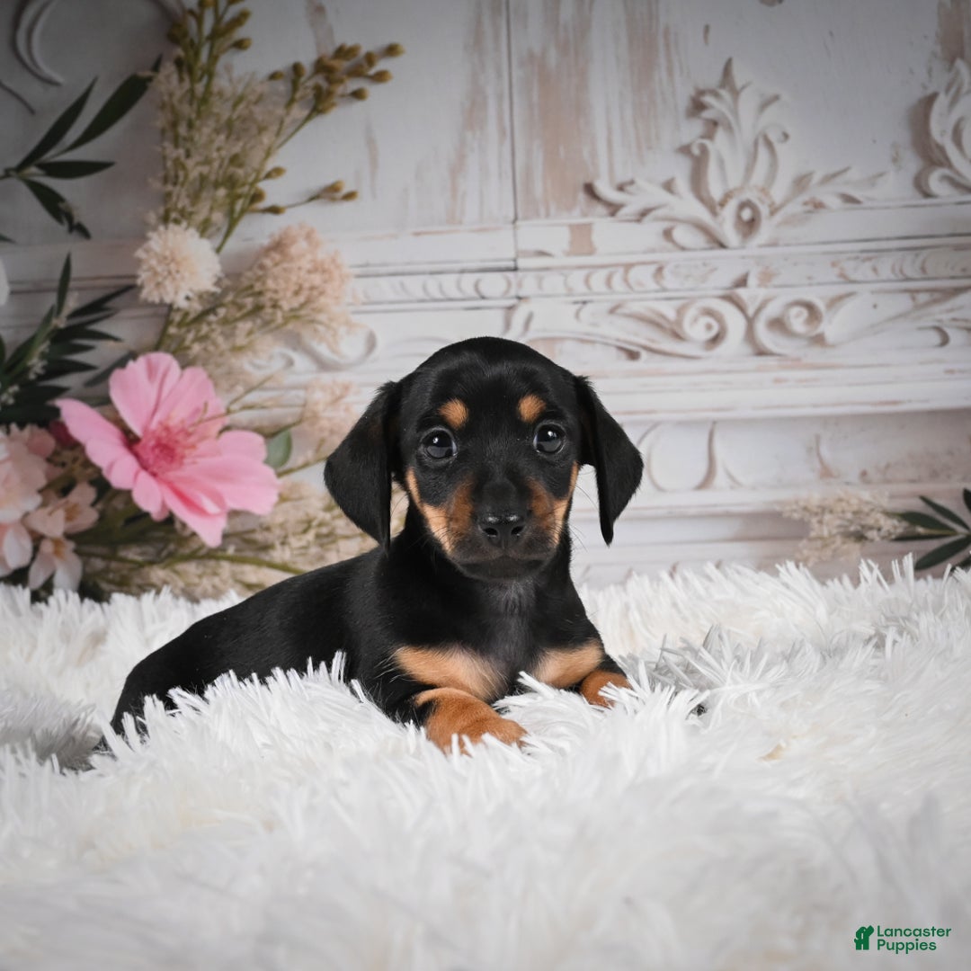 Miniature Dachshund dogs for sale: Pedro-AKC - Ad 1