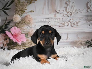 Miniature Dachshund dogs Pedro-AKC - Ad 23