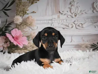 Miniature Dachshund dogs Pedro-AKC - Ad 31