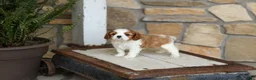 Cavalier King Charles Spaniel dogs for sale: AKC Kenny - Ad 5