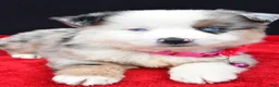 Miniature Australian Shepherd dogs for sale: Carmen - Ad 3