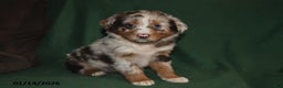 Mixed Breed dogs for sale: Bella   - Ad 3