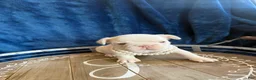 French Bulldog dogs for sale: Girl - Ad 5