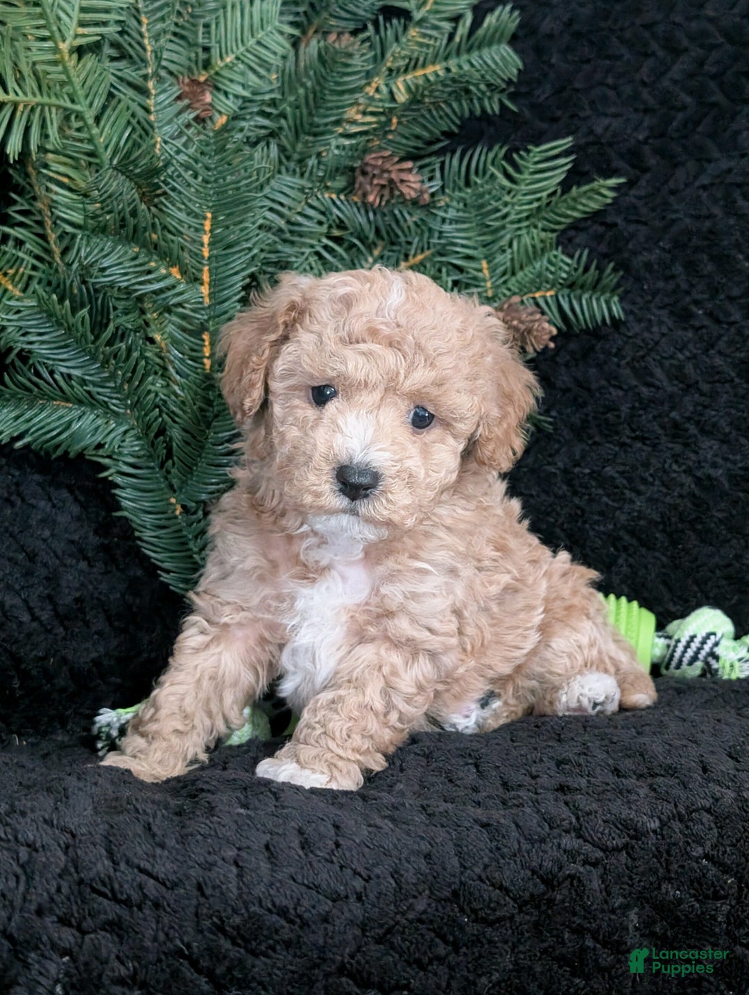 Cavachon dogs for sale: Scotty  - Ad 4