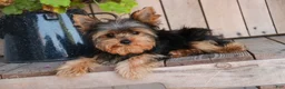 Yorkshire Terrier dogs for sale: Spunky - Ad 3