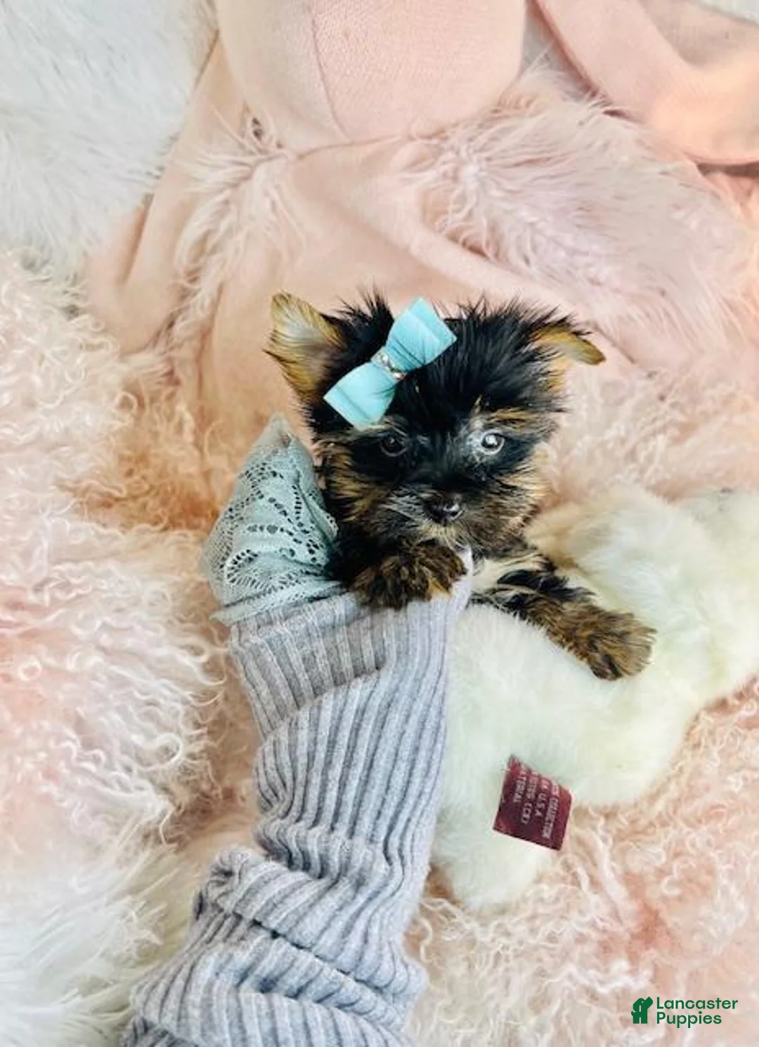 Yorkshire Terrier dogs for sale: Teacup Yorkshire Terrier Puppy 1 - Ad 5