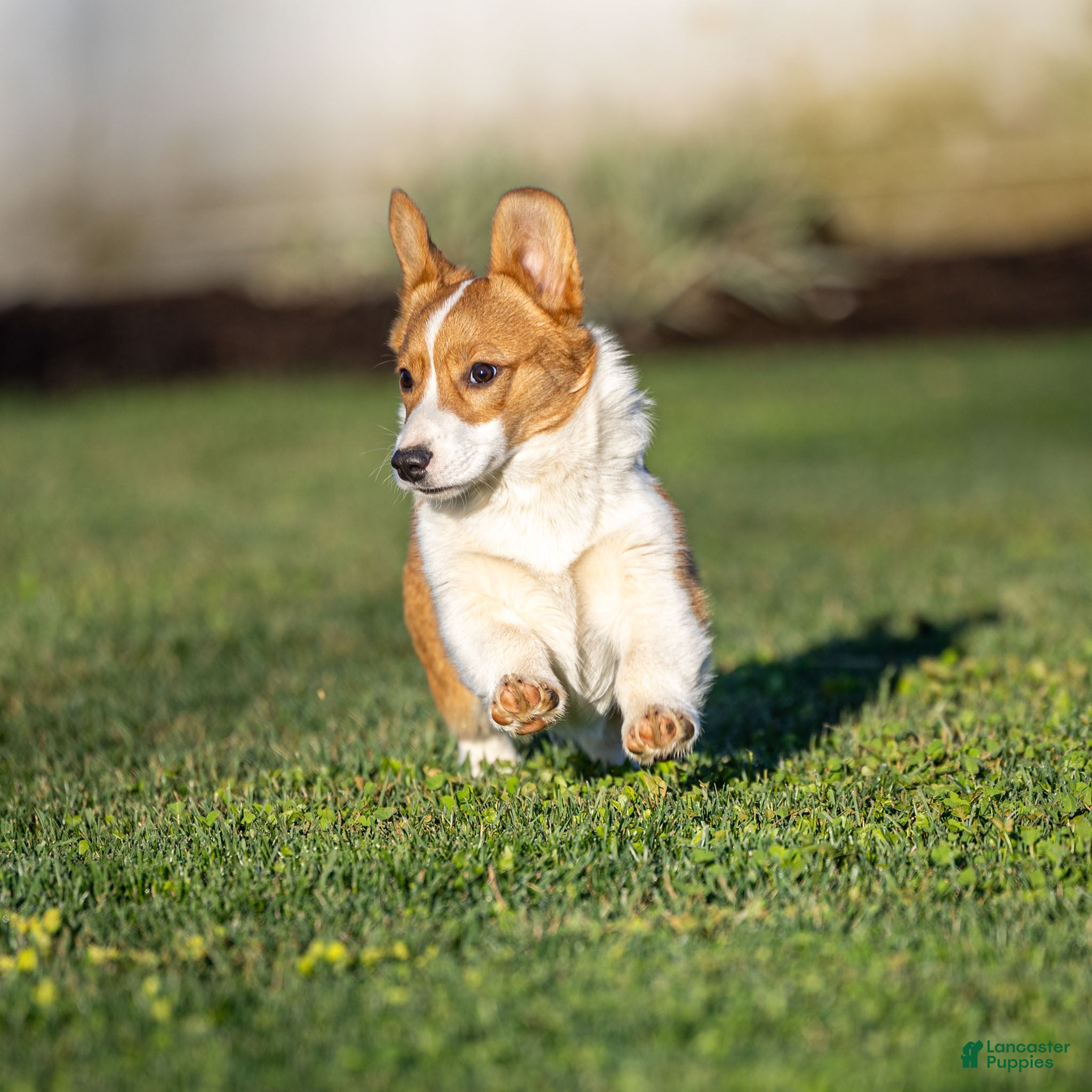 Welsh Corgi Pembroke dogs Karl Welsh Corgi Pembroke - Ad 2