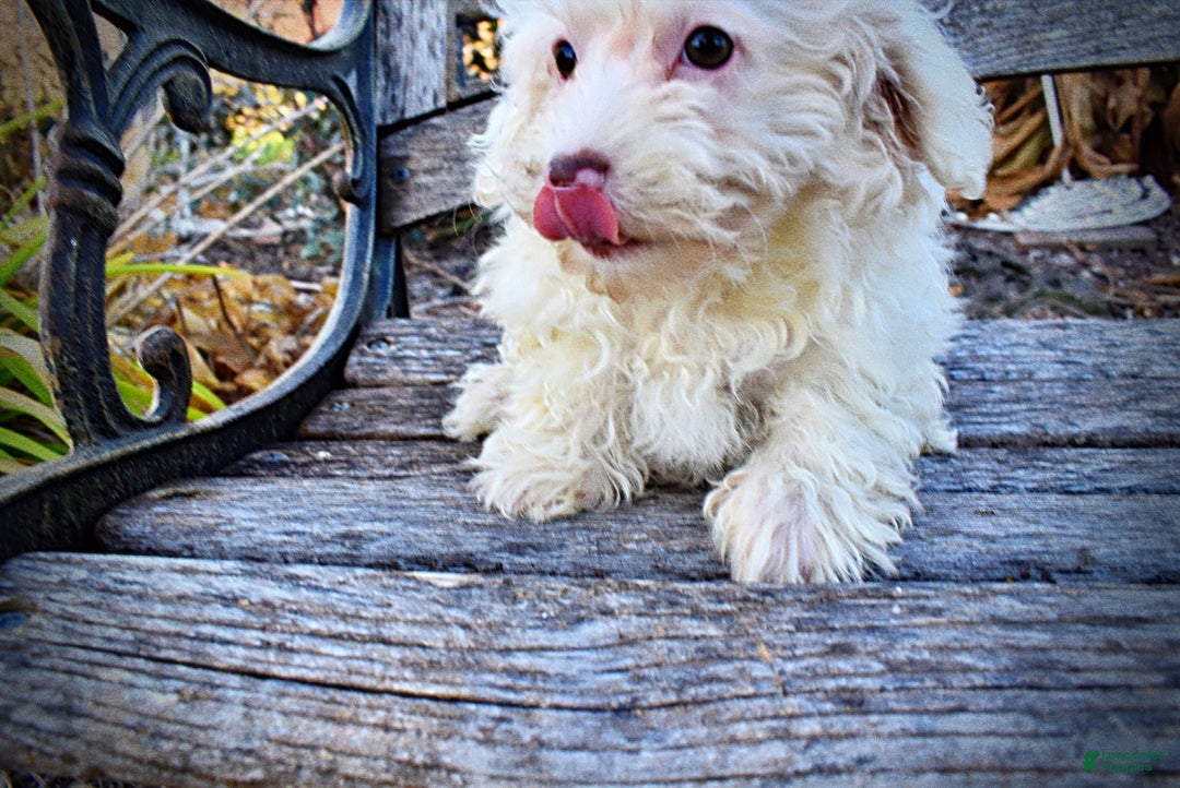 Havapoo dogs for sale: Queenie - Ad 5