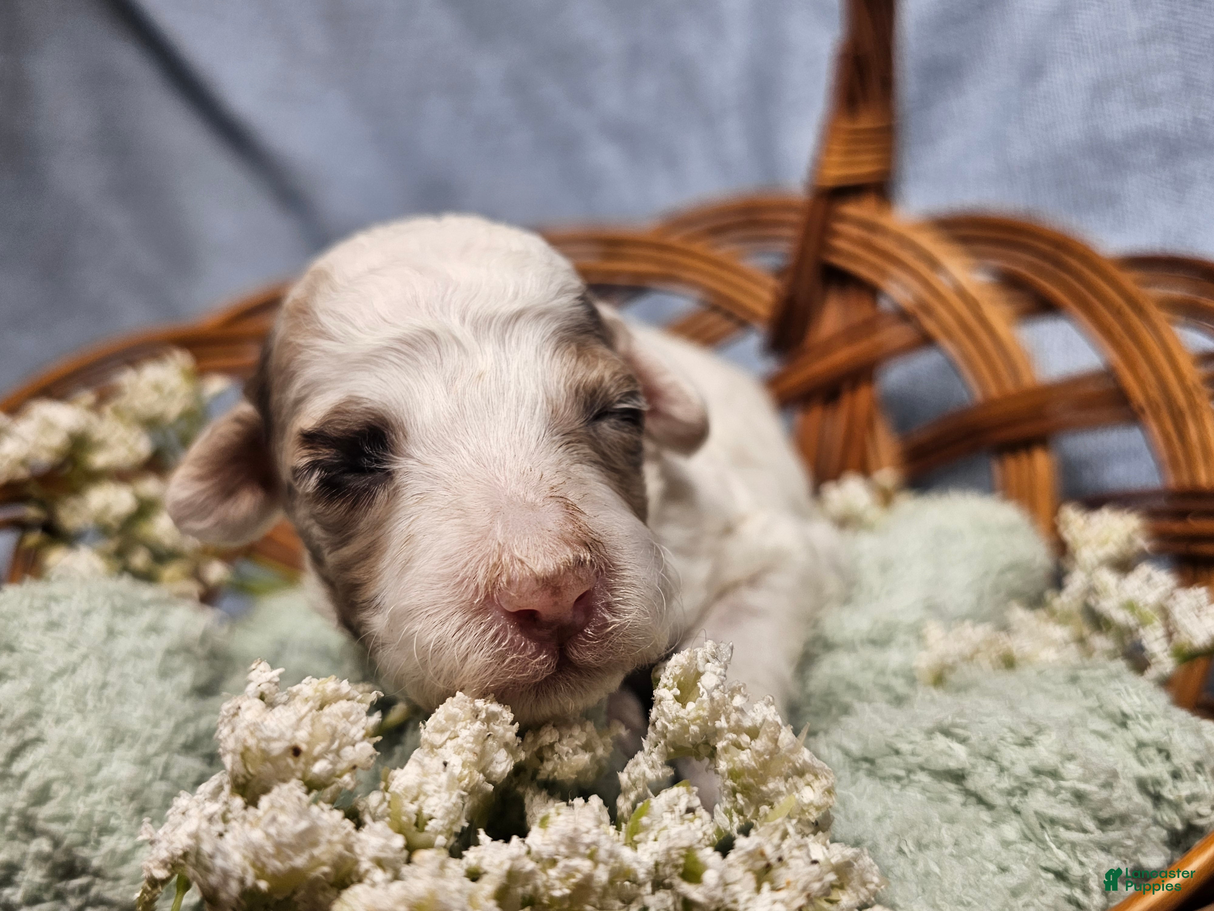 Mini Goldendoodle dogs for sale: Autumn - Ad 2