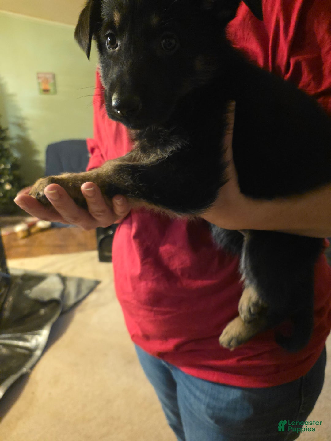 German Shepherd dogs for sale: German Shepherd Puppy 2 - Ad 8