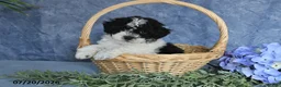 Havapoo dogs for sale: Oreo - Ad 3