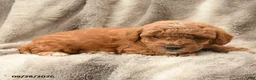 Miniature Poodle dogs for sale: Mikey - Ad 3