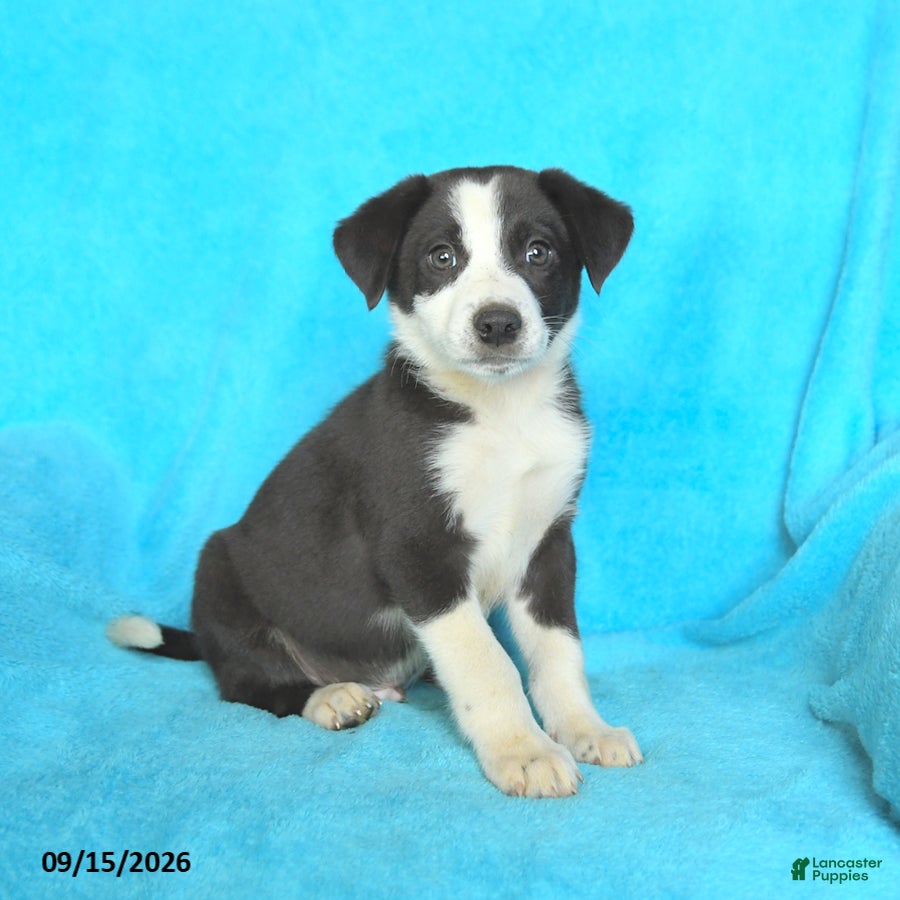 Mixed Breed dogs Johnny - Ad 1