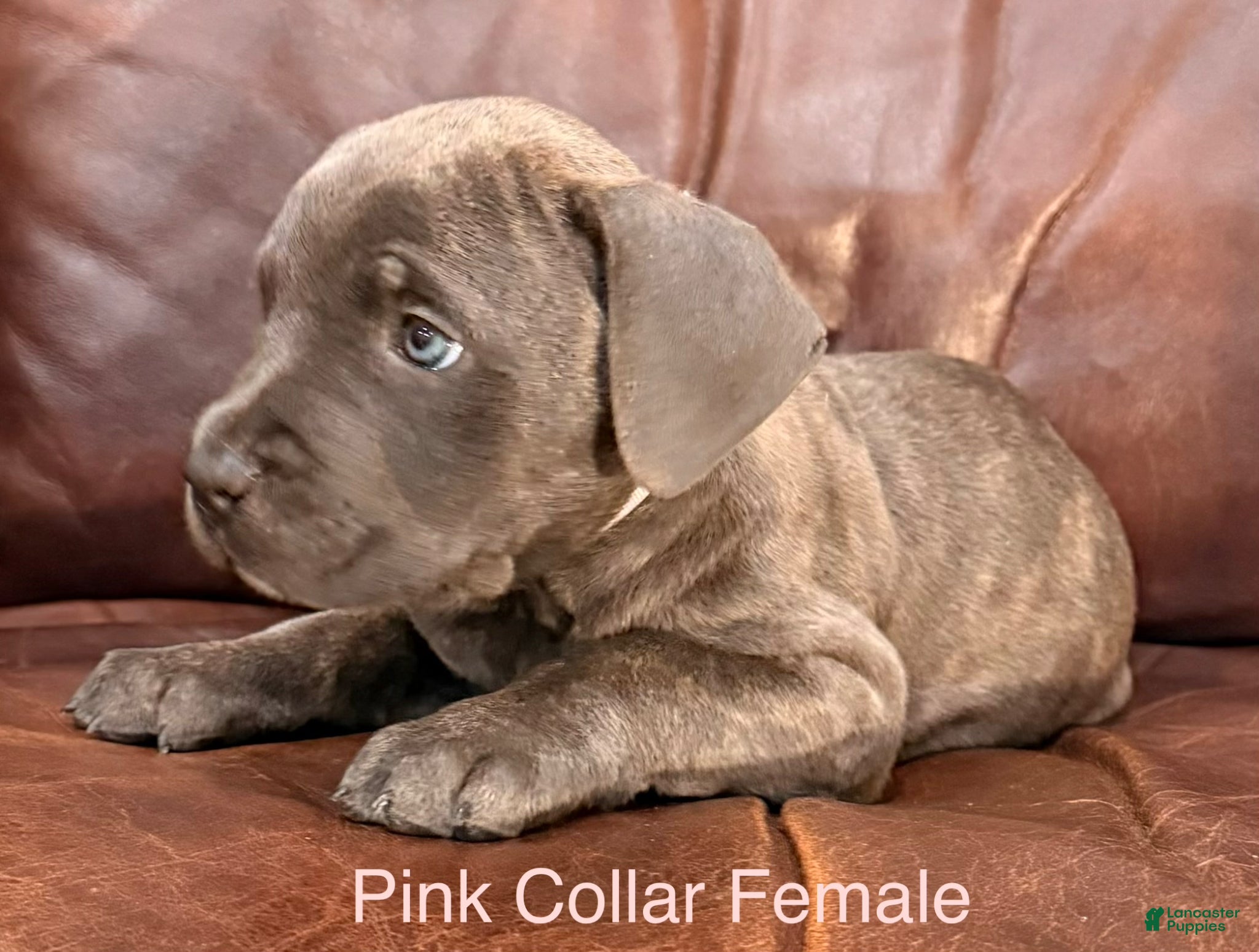 Cane Corso dogs for sale: Cane Corso Puppy Female Pink Collar - Ad 3