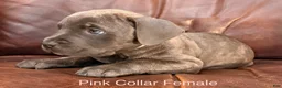 Cane Corso dogs for sale: Cane Corso Puppy Female Pink Collar - Ad 1