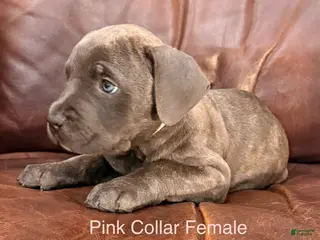 Cane Corso dogs for sale: Cane Corso Puppy Female Pink Collar - Ad 3