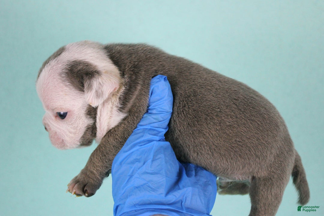 American Bully dogs for sale: Lilac/White Male - Ad 2