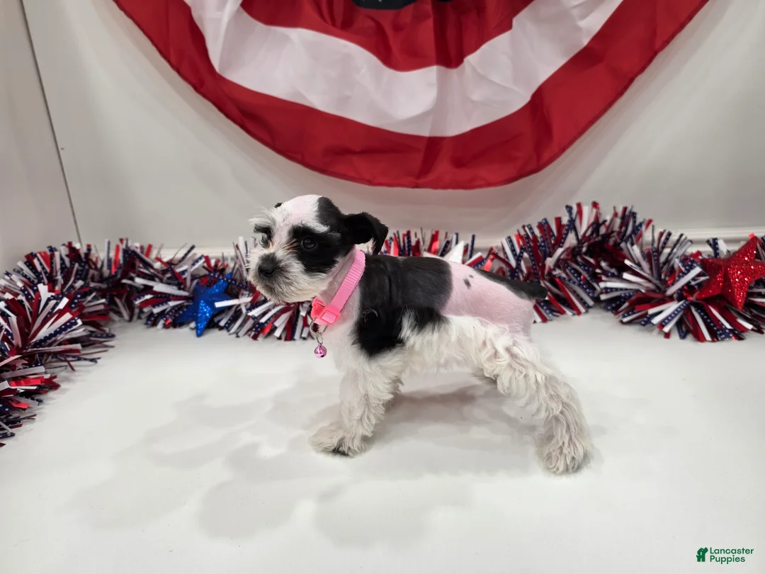 Miniature Schnauzer dogs for sale: Grace black parti  - Ad 2