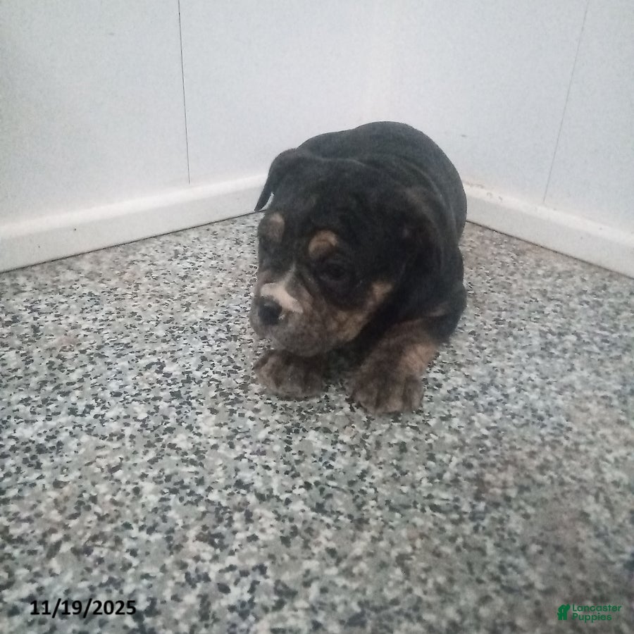 Mixed Breed dogs Blossom - Ad 35