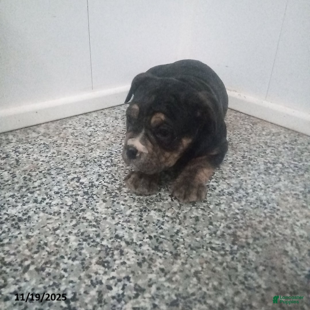 Mixed Breed dogs for sale: Blossom - Ad 1