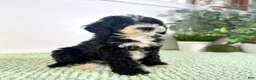 Bernedoodle dogs for sale: Freddy - Ad 3