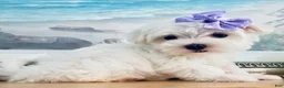 Maltese dogs for sale: Teacup Annie - Ad 9