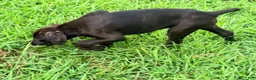 Cane Corso dogs for sale: Crowley AKC yellow/orange collar - Ad 21