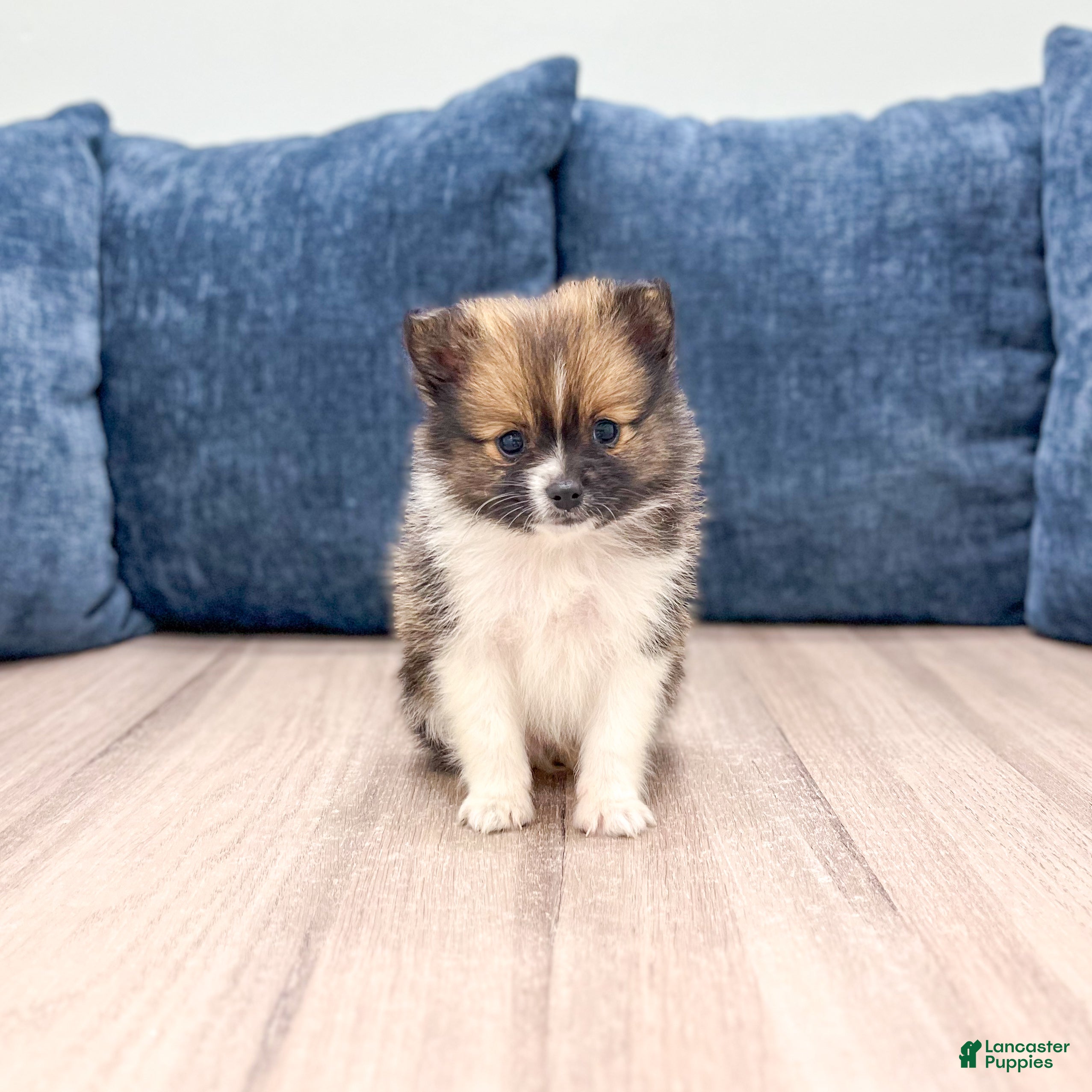 Pomeranian dogs Mason - Ad 1