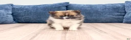 Pomeranian dogs for sale: Mason - Ad 1