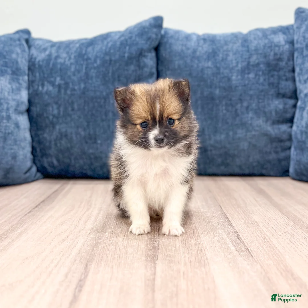 Pomeranian dogs for sale: Mason - Ad 1