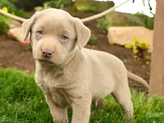 Labrador Retriever dogs for sale: Ghost - Ad 3