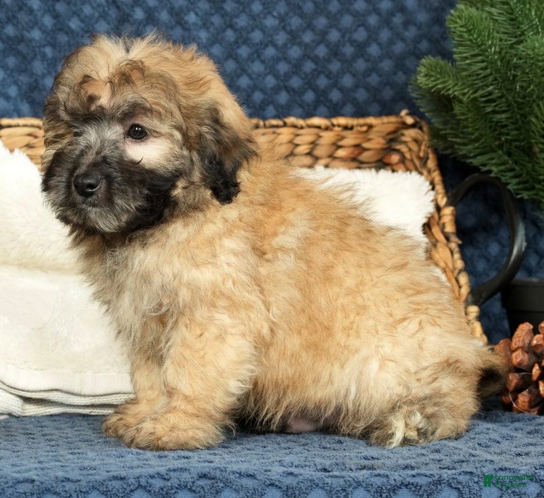 Shihpoo dogs for sale: Baker - Ad 2