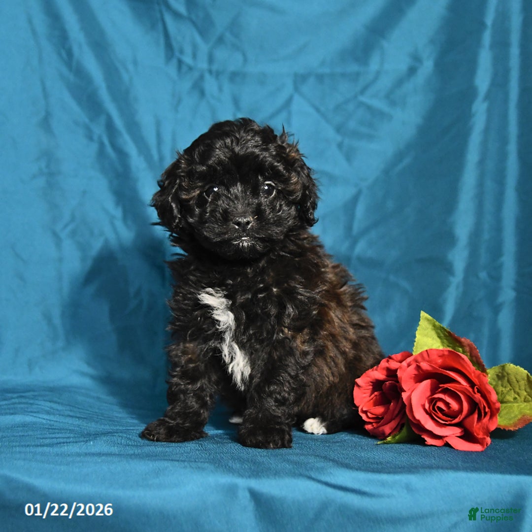 Shihpoo dogs for sale: Betsy - Ad 2