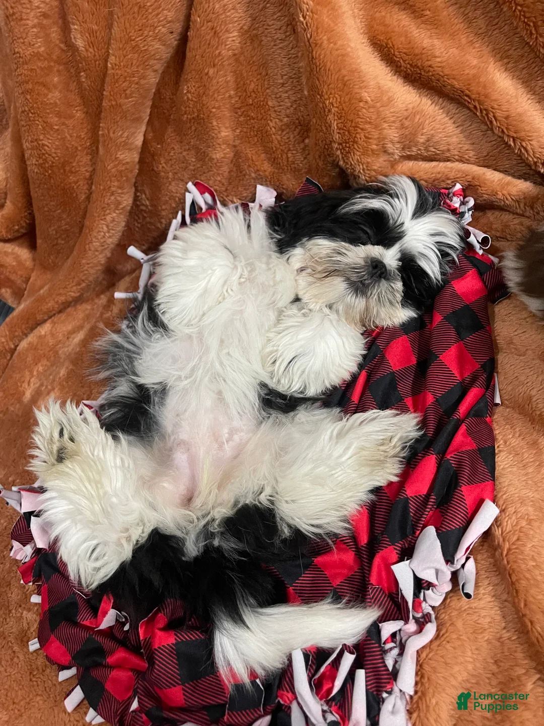 Shih Tzu dogs for sale: Oreo🩷 - Ad 2