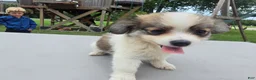 Pomchi dogs for sale: Brandy - Ad 2