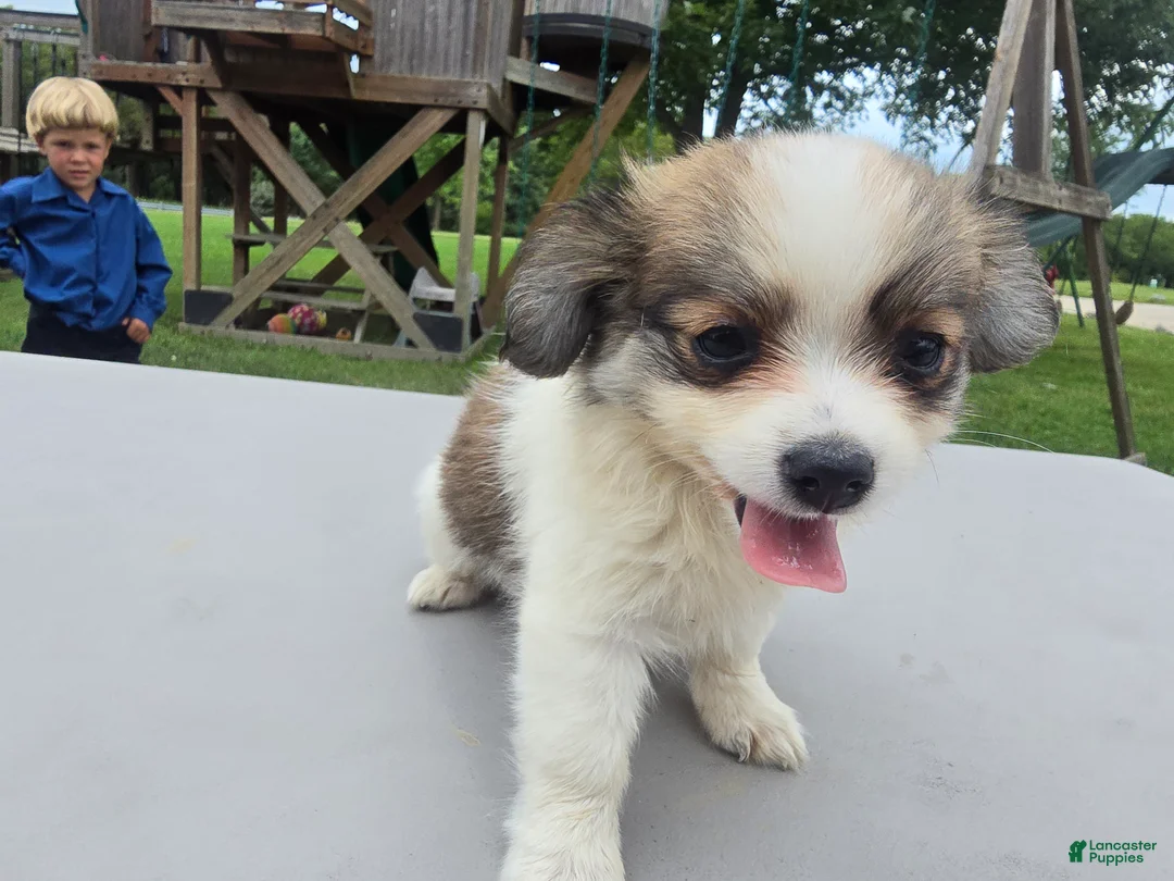 Pomchi dogs for sale: Brandy - Ad 2