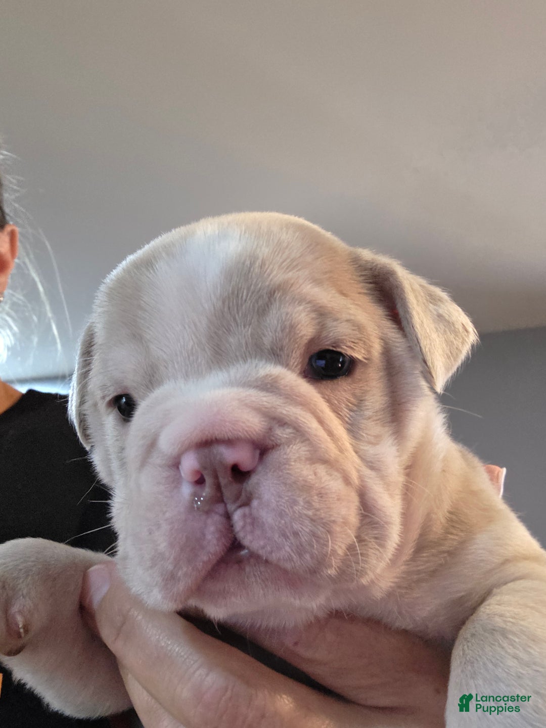 Olde English Bulldogge dogs for sale: Olde English Bulldogge Puppy 2 - Ad 6