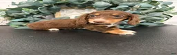 Miniature Dachshund dogs for sale: Daphne - Ad 9