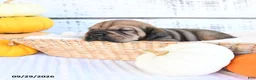Mini Hippo dogs for sale: Espresso - Ad 4