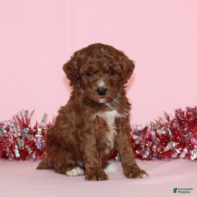 Miniature Poodle dogs Bossy AKC - Ad 2