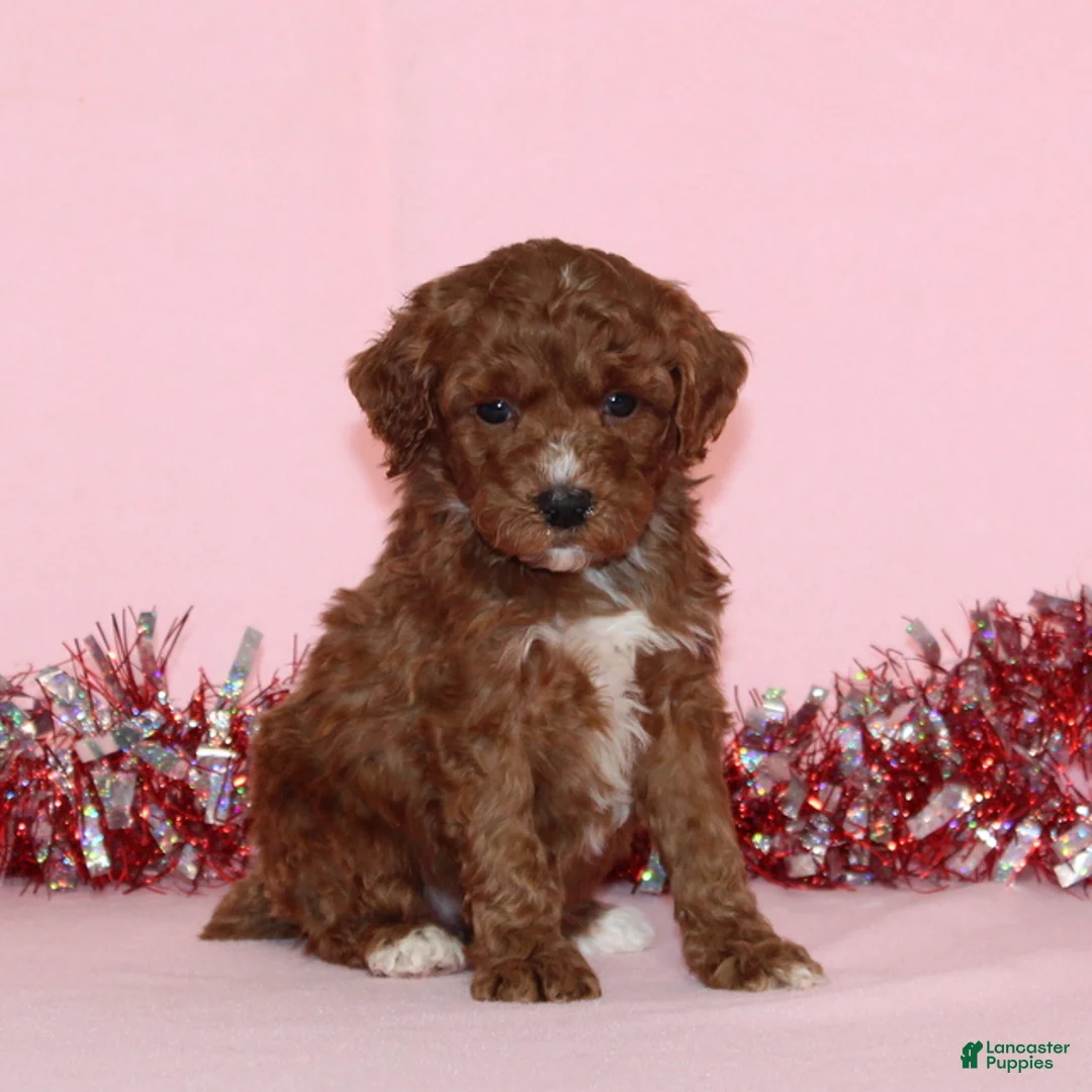 Miniature Poodle dogs for sale: Bossy AKC - Ad 2