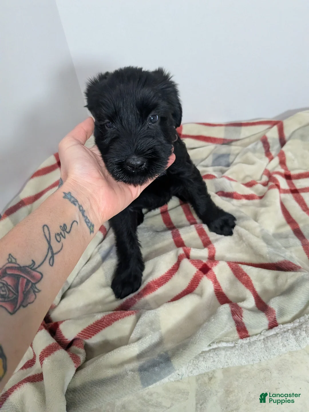 Giant Schnauzer dogs for sale: Giant Schnauzer Puppy 5 Pink - Ad 1