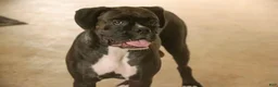 Boxer dogs for sale: Tucker - Ad 6